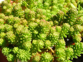Sedum lydium